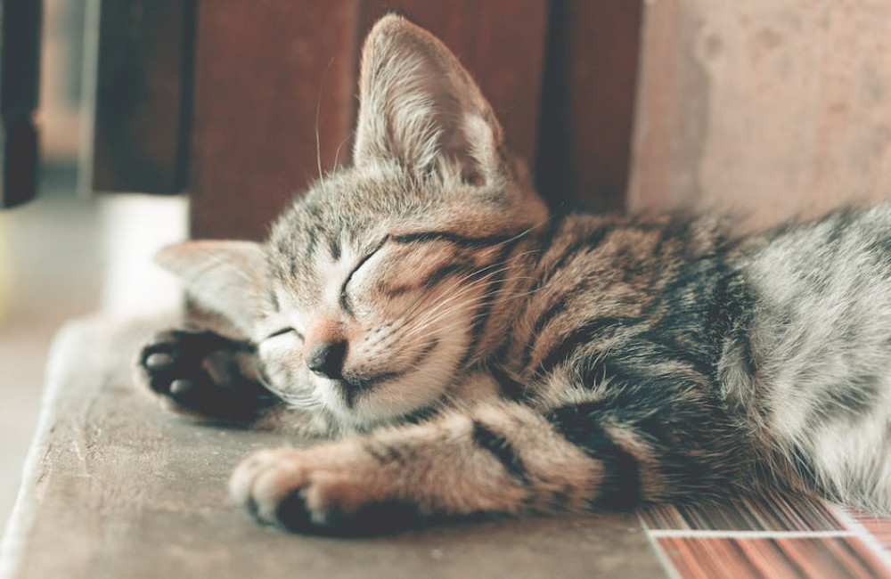 Wat betekent het gezegde 'de kat uit de boom kijken'?