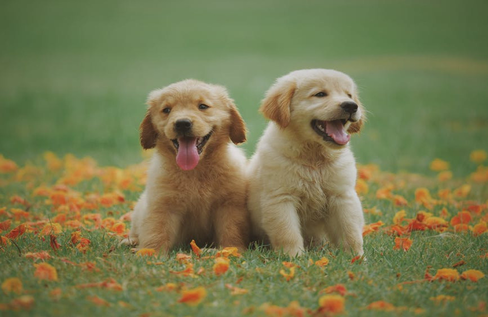 Wat betekent ‘de hond in de pot vinden’ en waar komt het spreekwoord vandaan?