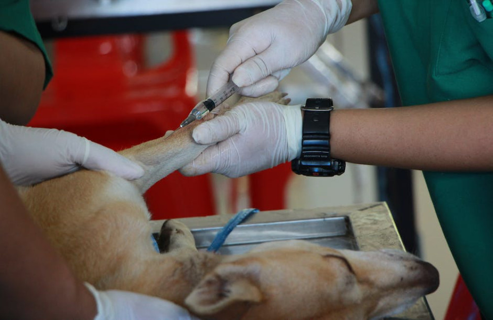 Wat kost een dierenarts in België in 2025 voor je hond of kat?
