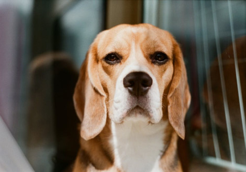 Nederlandse naam beagle: geschiedenis en naamkeuze voor je hond